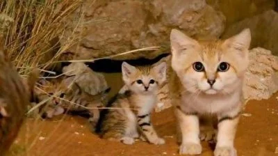 Kosciany - #koty #smiesznekotki
Matka i kocię.