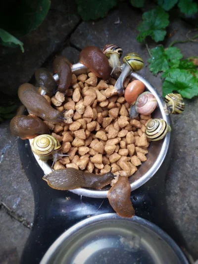 adamszuba - Tam ślimaki poszli!
Okazało się, że ślimaki uwielbiają karmę dla kotów i ...