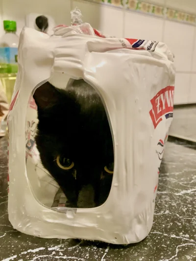 paczelok - Kupiłem czteropak żywca i w środku jest kot ale dziwne
