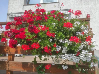 pablo397 - Pelargonie dopisały w tym roku. 

#ogrodnictwo #kwiaty #rosliny #pelargoni...