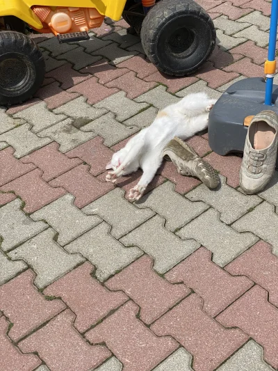Malyskowyrnyzuk - Tatrzański kiciuś z przypadku #koty #koteczkizprzypadku