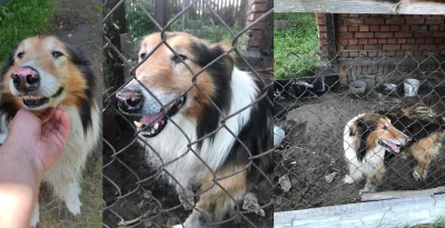 cytmirka - Ała, aż mnie wszystko boli patrząc na ten biedny nosek... (╯︵╰,)

RINO
...