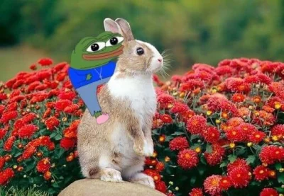 paczelok - Ciekawe czy rzaby mogłyby jeździć na królikach #pepe #apustaja #apu #kroli...
