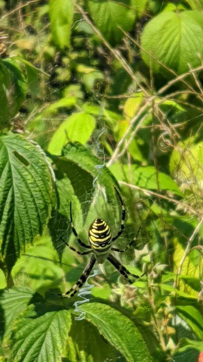 Jelon7 - Taki okaz dziś znalazłem, okazał się pająkiem pod ścisłą ochroną 
#pajaki #l...