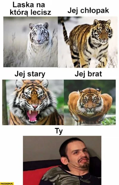 F.....L - #przegryw #humorobrazkowy #memy #tiger