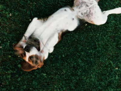 dmnm - #smiesznypiesek #pokazpsa #beagle