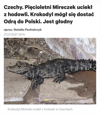 dioxxx - #poszukiwani #krokodylboners Where is Mireczek?