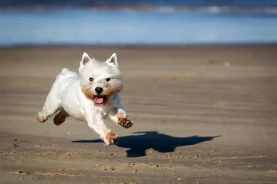 L.....r - Dobra, spylam. ʕ•ᴥ•ʔ
#westie