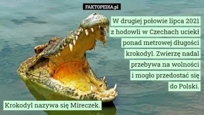 Mandy666 - #heheszki #mirki #mirek #krokodyl #faktopedia i jak tam Mirki?