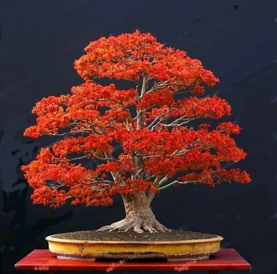 BonifacyDX - Siemano, chciałbym zacząć swoją przygodę z bonsai i mam taki plan:
- ku...
