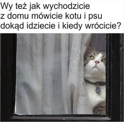 chosenon3 - #truestory #koty #heheszki #humorobrazkowy #chorobapsychiczna