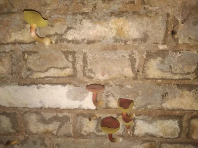 LubieChleb - Ludzie czasami narzekają, że wilgoć w domu i grzyb na ścianach. Zupełnie...