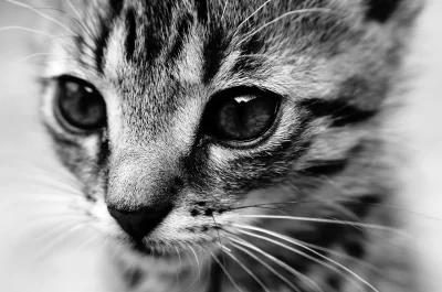 BMTXS - Czy kitku wolno plusa? ( ͡° ͜ʖ ͡°)
#koty #kitku #pokazkota #fotografia #macr...
