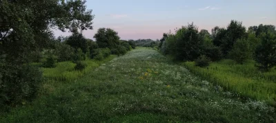 kartofel322 - A tu rosły sobię maki lekarskie jeszcze 6 lata temu
Dobrze, że w końcu ...