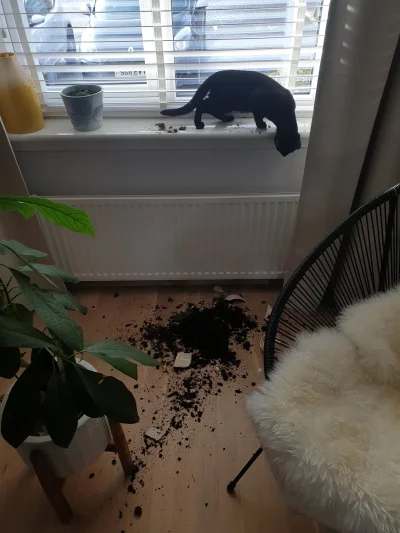 mariuszka_templariuszka - U mnie roślinki mdleją, na całe szczęście moja kotka jest z...