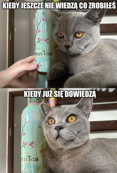 m4lo2tk0wy - Popełniłem meme ( ͡° ͜ʖ ͡°)

#pokazkota #koty #kitku #kot #heheszki
