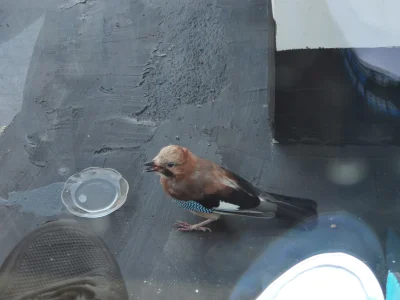 ffrugopl - Mirki właśnie taki ptak uderzył mi w okno. Co to za stwór? #ptaki