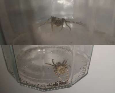 framugabezdrzwi - Co to za pajączek? Wielkości monety 1zł około
#arachnologia #pajak...