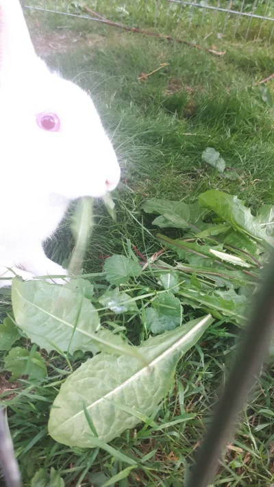 Zarzutkkake - Ostatni miesiąc to ten królik jest na dworzu. Ma zadaszenie przed deszc...