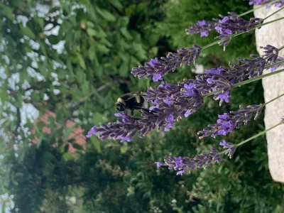 Wepalgumetypie - Pszczoła do późna zbiera pyłki na miód a Ty już pewnie nic nie robis...