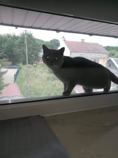 PrzegrywNaZawsze - Niebieski znalazł kota za oknem, między oknem a siatką.... Masakra...