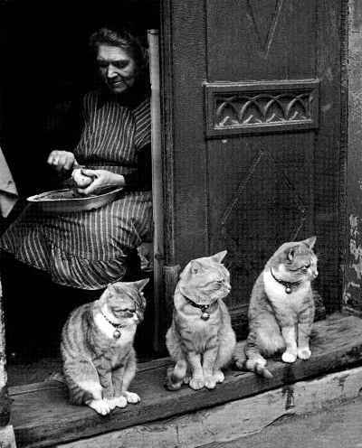 myrmekochoria - Toni Schneiders, Kobieta ze swoimi kotami, Lubeka 1950.

#starszezw...
