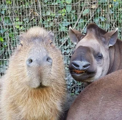 skitty - Patrzcie jakie ziomki

#zwierzaczki #smiesznypiesek #kapibara