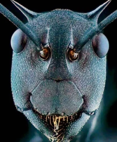 BozenaMal - Twarz mrówki pod mikroskopem elektronowym.
#ciekawostki