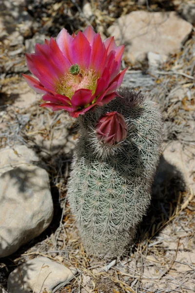 Lukardio - Jest sporo wariancji kolorów kwiatów Echinocereusa dasyacanthus
z powodze...