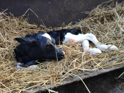 gobi12 - W weekend na wsi akurat trafiłem na poród tego brzdąca. 

#krowy #krowa #r...