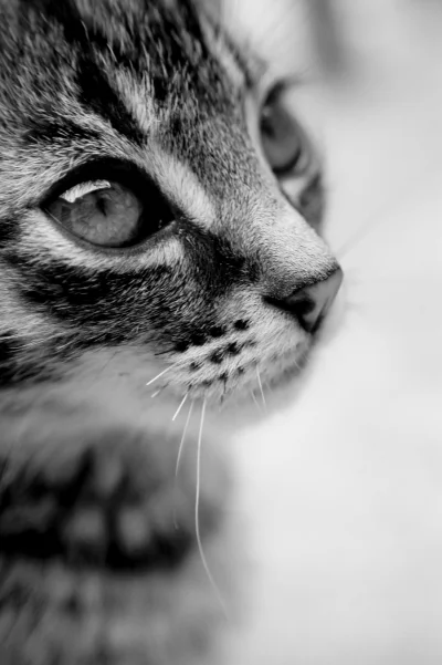 BMTXS - Czy kitku wolno plusa?
Zdjęcie moje, kotełek nie mój ( ͡° ʖ̯ ͡°)
#koty #kit...