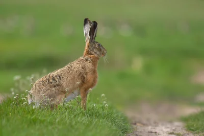 sedros - 5 maja 2021 r., podczas spaceru polną drogą, zauważyłem w trawie zająca. Pow...