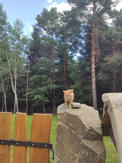 h.....m - Patrzcie jakiego fajnego kotka spotkałem w lesie
#pokazkota #koteczkizprzyp...