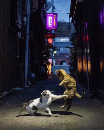 pome8_8 - Koty walczące na alejce w Japonii.
#zwierzaczki #koty #kitku #fotografia