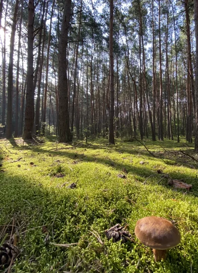 magrusia - Za dzieciaka uwielbiałam z rodzicami chodzić po lesie. Dziś, po latach, si...