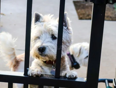 L.....r - Jak to jutro poniedziałek (ಠ‸ಠ)
#westie #smutnypiesek #psy