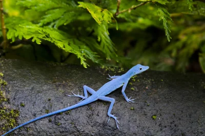 likk - zamiast powitania słów #porannaporcja Anolis gorgonaów
 
Anolis gorgonae - g...