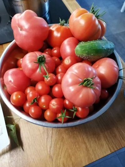 kujol - Kolejna porcja ;) 
Idzie z tych małych pomidorków zrobić jakieś przetwory? 
#...