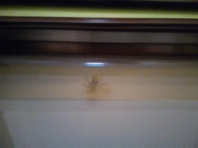 Trelik - Wlazł między okno a siatkę dziurą i nie może wyjść :)
#szerszeń #owady