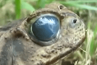 guilmonn - @Jazin8999999: No, od pływania w bajorach będziesz miał wygaszacz ekranu w...