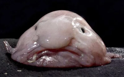 Thomasx17 - > @Marczeslaw: zamykam temat.
@blinxdxb: wygląda jak blobfish xD