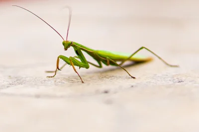 seboxtc - Modliszka zwyczajna (Mantis religiosa)

2 zdjęcie w komentarzu

#natura...