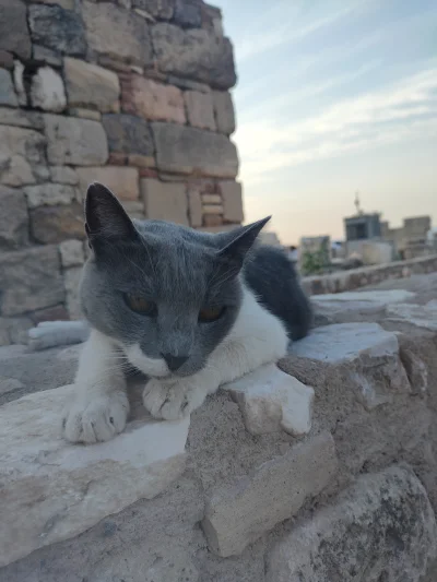 qlawy4 - Kot z Akropolu #koty