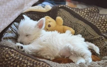 L.....r - Spanko ʕ•ᴥ•ʔ
#westie #psy #smiesznypiesek