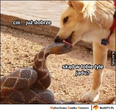 pablo397 - > Bordo - no jasne. "Synonim braku dziewczyny i siedzenia całą dobę przed ...