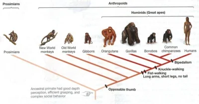 TS89PL - @ohwell: Człowiek nie pochodzi od małpy. Człowiek jest dalekim krewnym małpy...