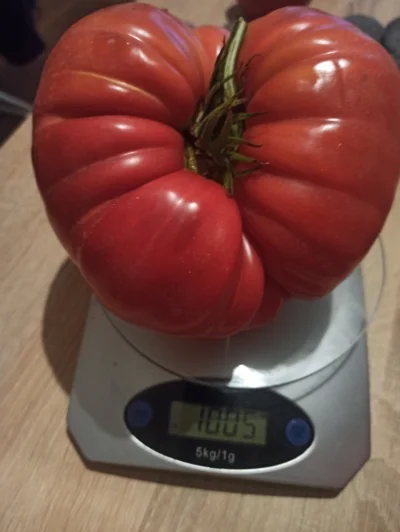 MirkujeOd2009Roku - Patrzcie na tego #!$%@? (✌ ﾟ ∀ ﾟ)☞
#pomidory #ogrodnictwo #ogrod