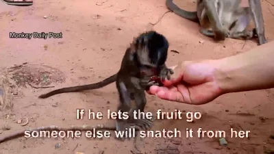 Dziczek3000 - Mała małpka zostaje odrzucona przez stado za złamanie zasad.
Jadła owo...