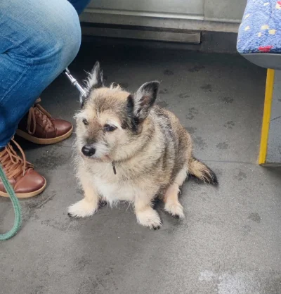 mschanandlerbong - Zobaczyłam w autobusie taką słodką kluskę i musiałam zrobić zdjęci...