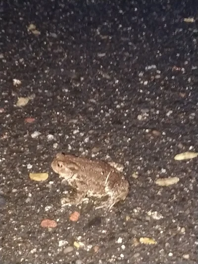 Drizz - widziałem dzisiaj żabę